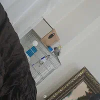 عروس هلندی