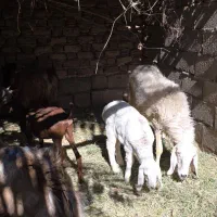 بز و میش|حیوانات مزرعه|بم, |دیوار