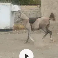 اسب مادیان سه ساله آبستن
