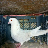 تکی و یک جا به فروش میرسند|پرنده|هندمینی, |دیوار