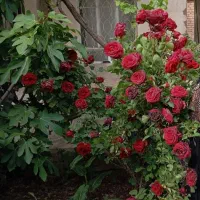 فروش-خانه-ویلایی-در-نیشابور