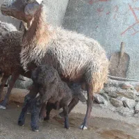 فروش میش و بره