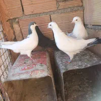 چهار تا کنه وطوقی جوجه|پرنده|سبزوار, بیهق شرقی|دیوار