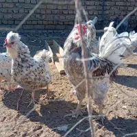 تخم مرغ گلین|حیوانات مزرعه|قزوین, |دیوار