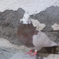 گفتر|حیوانات|مشهد, پورسینا|دیوار