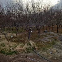 فروشه-باغچه