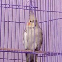 طوطی عروس من سمت مهرگان گل سرخ گم شده|پرنده|قزوین, |دیوار