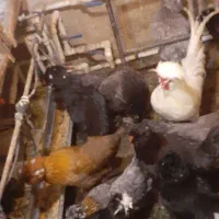 تخم مرغ سلطان اصل نطفه دار (خروس مرغ گیر جوان)|حیوانات مزرعه|کهک, |دیوار