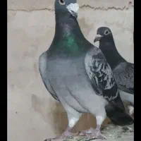 کبوترمسافتی