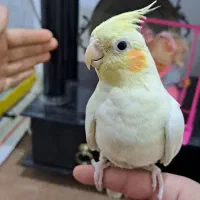 عروس هلندی لوتینو سخنگو