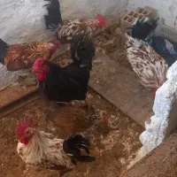 فروش خروس گلین ۷ ماهه سالم|حیوانات مزرعه|باسمنج, |دیوار