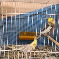 عروس هلندی سیامون مادش ابلغ تخمم داره