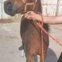 نریان دوسر زیبایی