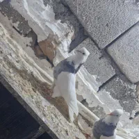 کبوتر طوقی|پرنده|ایلام, |دیوار