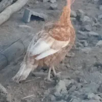 دوعدد ماده یکساله تخم کن