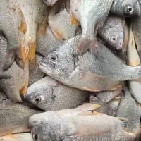 ماهی میگو|خوردنی و آشامیدنی|قشم, |دیوار