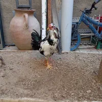 مرغ وخروس محلی وگلین|حیوانات مزرعه|سنندج, |دیوار