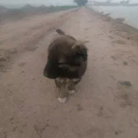 یک عددسگ پاکوتا