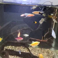 ماهی زینتی|ماهی|لاهیجان, آهندان|دیوار