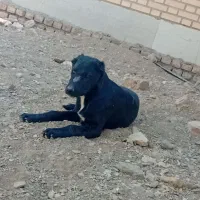 سگ‌گله|سگ|پیشوا, |دیوار