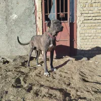 سگ گله