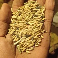 گندم و جو دیم|خدمات باغبانی و درختکاری|سرولایت, |دیوار