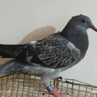 کبوتر|پرنده|خان ببین, |دیوار