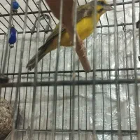 یاسمین نرمست