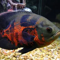 فروشگاه آکـواریوم نـورا