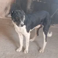 سگ افغان و سرابی|سگ|مشهد, همت آباد|دیوار
