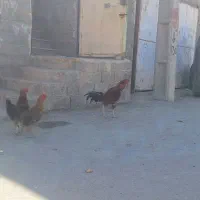 فروش ۳ عدد مرغ با یک خروس