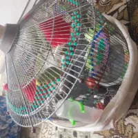 مرغ عشق فروشی|پرنده|میناب, |دیوار
