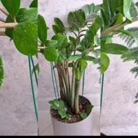 نگهدارنده گیاه(قیم گیاه)|گل و گیاه طبیعی|اندیشه, اندیشه فاز ۵|دیوار