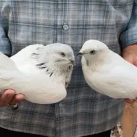 شیخ پاکستانی درشت کمیاب|پرنده|اهواز, سلطانمنش|دیوار