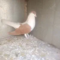 کفتر ساده|پرنده|مشهد, نیزه|دیوار