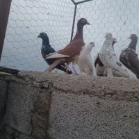 پرنده|پرنده|شوشتر, |دیوار