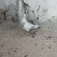 کبتور جوجه گیری|پرنده|شیروان (خراسان), |دیوار