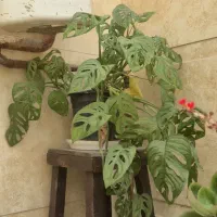 گل  های زیباو خانگی