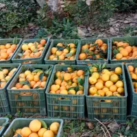 فروش پرتقال شیرین و ارگانیک