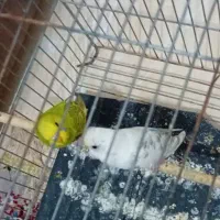 فروش مرغ عشق و فنچ