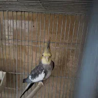 نروماده عروس هلندی|پرنده|پاکدشت, پاکدشت (مامازند)|دیوار