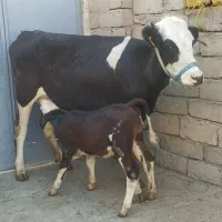 گاو گوساله تلیسه سیمنتال