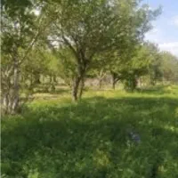 زمین باغی دیر