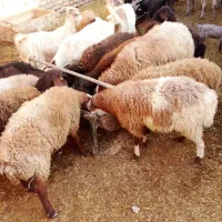 بره ماده و بزغاله نر و ماده