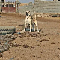 سگ گله
