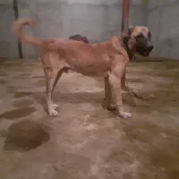 واگذاری سگ سراب کانگال