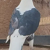 دوکت .سار .بزک و پیس