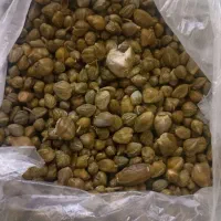 دک تازه امروز