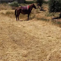 اسب مادیان|اسب و تجهیزات اسب‌سواری|بیلوار, |دیوار