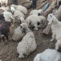 گوسفند